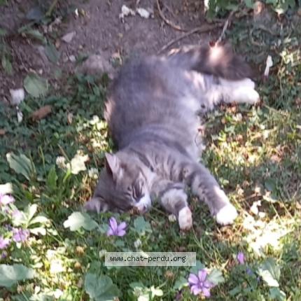 Photo 1/1 Chat retrouvé Perdu à Castets et cadtillon