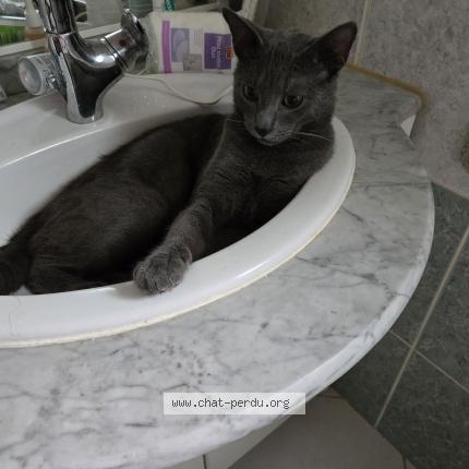 Photo 1/1 Chat retrouvé Perdu à Miserey salines