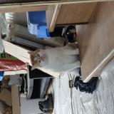 Photo de chat perdu à Nuille Sur Vicoin