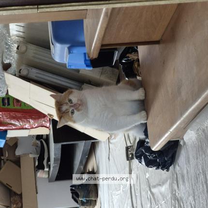 Photo 1/1 Rourou Chat perdu à Nuille sur vicoin