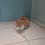 Photo de chat trouvé à Evere