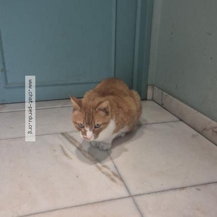 Photo 1/1 Chat trouvé Trouvé à Evere