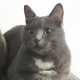 Photo de chat perdu à Comb La Ville