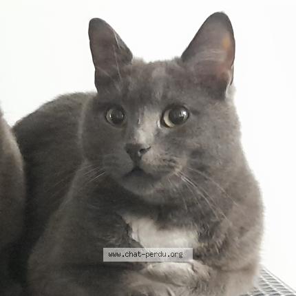 Photo 1/1 Twiny Chat perdu à Comb la ville