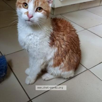 Photo 1/1 ZOLA Chat perdu à Savigny sur braye