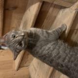 Photo de chat trouvé à Saint Sebastien Sur Loire