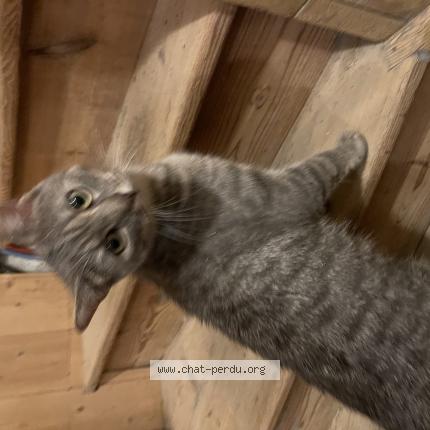 Photo 4/5 Chat trouvé Trouvé à Saint sebastien sur loire