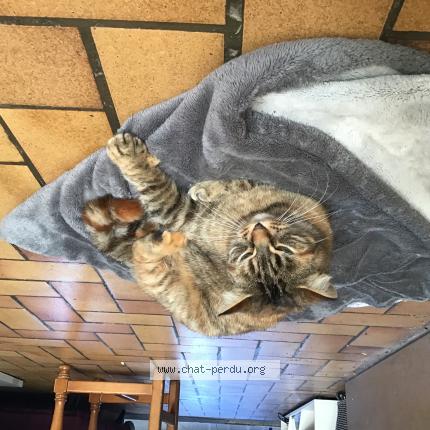 Photo 1/1 Tara Chat perdu à Saint sever