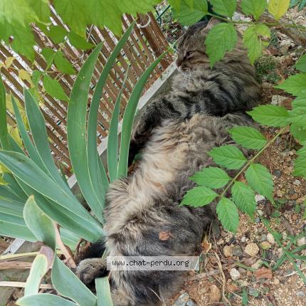 Photo 1/1 Chat retrouvé Perdu à Liguge