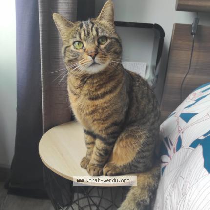 Photo 1/1 Mylo Chat perdu à Le relecq kerhuon