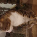 Photo de chat trouvé à Perigny Sur Yerres