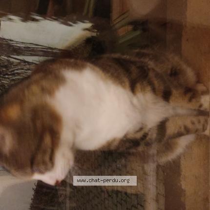 Photo 1/1 Chat trouvé Trouvé à Perigny sur yerres