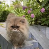 Photo de chat perdu à Neuilly Sur Seine