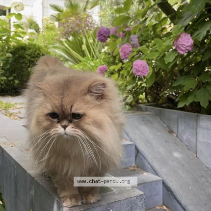 Photo 1/1 HOMER Chat perdu à Neuilly sur seine