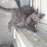 Photo de chat perdu à Laeken