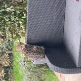 Photo de chat perdu à Les Taillades