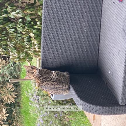 Photo 1/1 Andorra Chat perdu à Les taillades