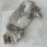 Photo de chat perdu à Neuilly Sur Seine