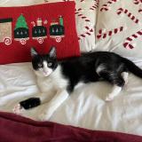 Photo de chat perdu à Rehon