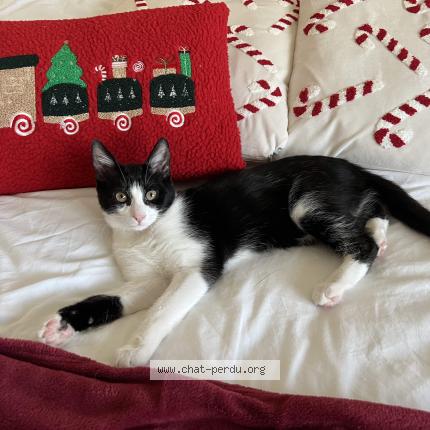 Photo 1/1 Léonard Chat perdu à Rehon