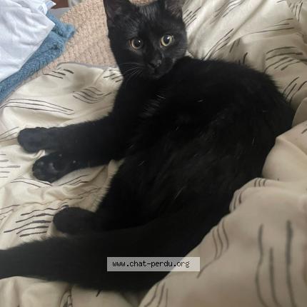 Photo 1/1 Chat retrouvé Perdu à Plessis trevise