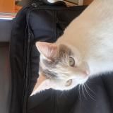 Photo de chat perdu à Bart