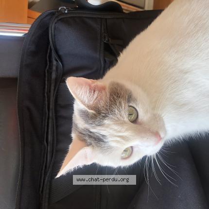 Photo 1/1 Luna Chat perdu à Bart