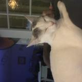 Photo de chat perdu à Bart