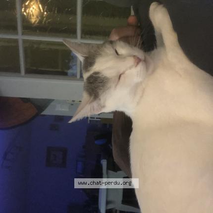 Photo 1/1 Luna Chat perdu à Bart