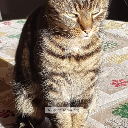 Photo 1/1 Chat retrouvé Perdu à Villegailhenc