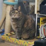 Photo de chat perdu à Laneuveville Devant Nancy