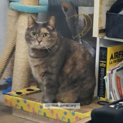 Photo 1/1 bonita Chat perdu à Laneuveville devant nancy