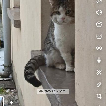 Photo 1/1 Chat trouvé Trouvé à Sin le noble