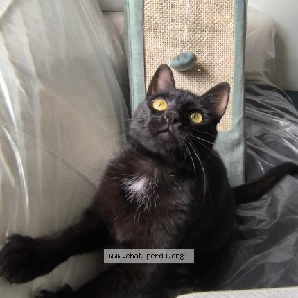 Photo 1/2 Chat retrouvé Perdu à Laeken