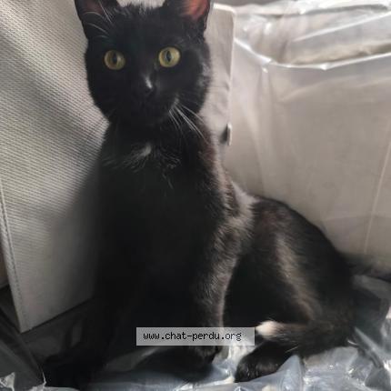 Photo 2/2 Chat retrouvé Perdu à Laeken
