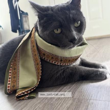 Photo 1/1 Bulut Chat perdu à Calgary