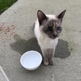 Photo de chat trouvé à Bouffere