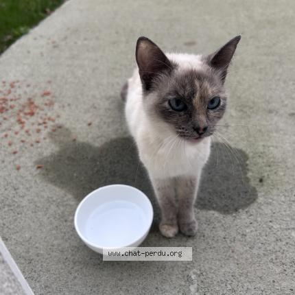 Photo 1/1 Chat trouvé Trouvé à Bouffere