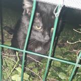 Photo de chat trouvé à Grabels