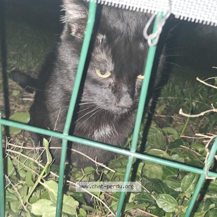 Photo 1/1 Chat trouvé Trouvé à Grabels