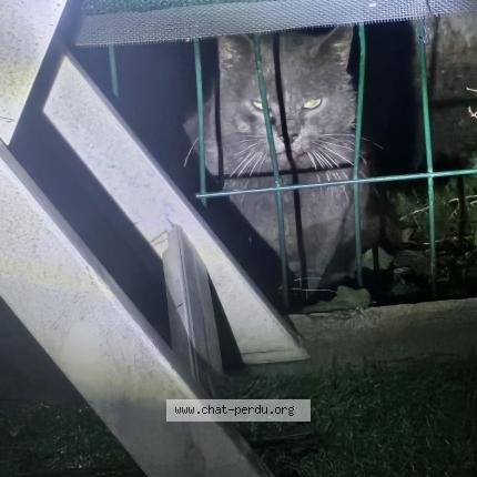 Photo 1/2 Chat trouvé Trouvé à Grabels