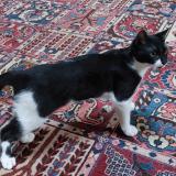 Photo de chat perdu à Muret