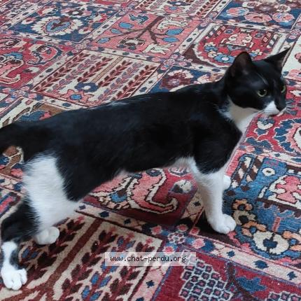 Photo 1/1 Coquin Chat perdu à Muret