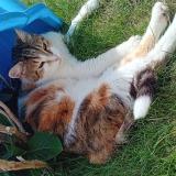 Photo de chat perdu à Saint Georges Sur Allier