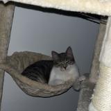 Photo de chat perdu à Certe