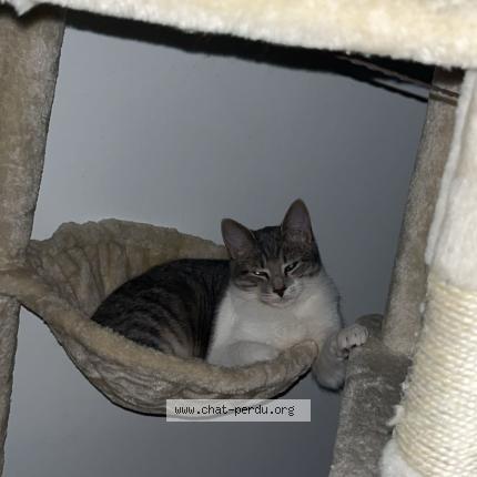 Photo 1/1 Alba Chat perdu à Certe