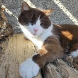 Photo de chat perdu à Greville Hague