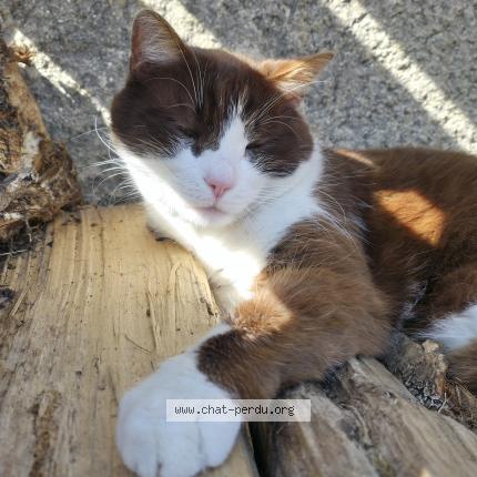 Photo 1/1 Haribo Chat perdu à Greville hague