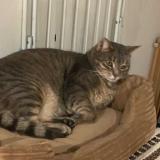 Photo de chat perdu à Mesland