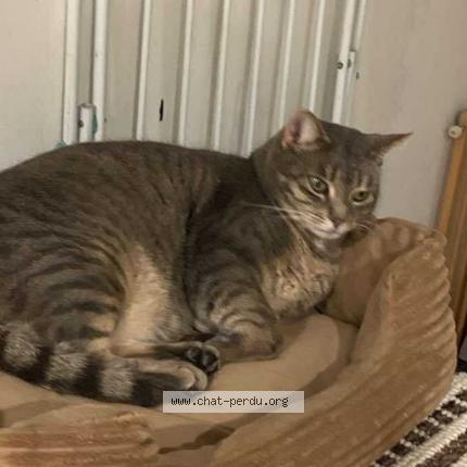 Photo 1/1 Lagherta Chat perdu à Mesland